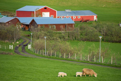 Small eco houses, countryside farmhouses in iceland