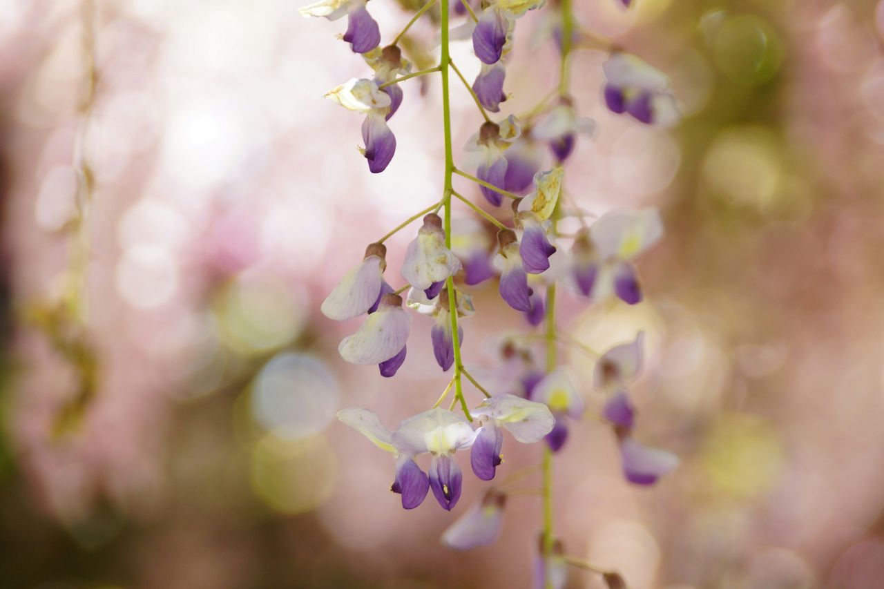 flower, freshness, growth, fragility, focus on foreground, branch, beauty in nature, close-up, nature, tree, petal, selective focus, blossom, in bloom, blooming, twig, springtime, bud, purple, plant