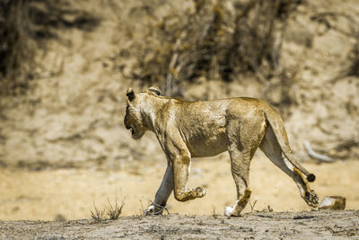 Lioness walking on land