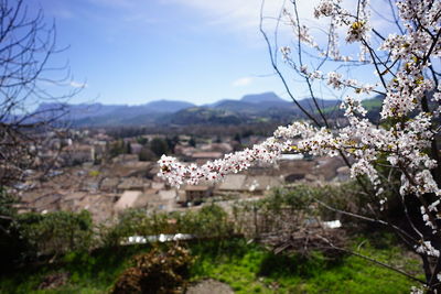 Close-up of fresh white flowers on field against sky