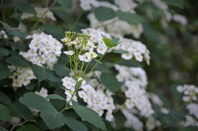 Close-up of white flowering plant