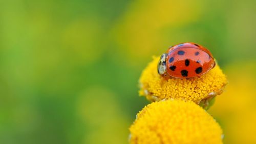 Close-up of ladybug on yellow flower
