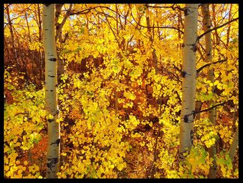 Leaves on tree trunk