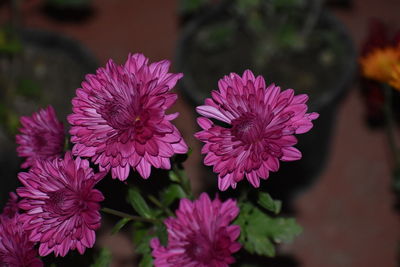 Close-up of pink flowering plants