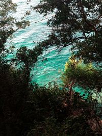 High angle view of trees by sea