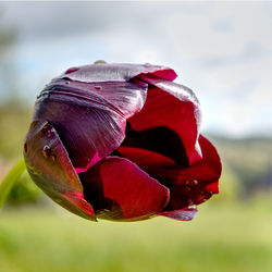 Close-up of red rose flower