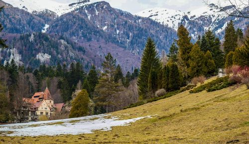 Scenic view of pine trees on snowcapped mountains against sky