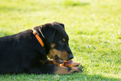 Black dog on field