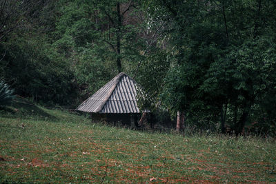 Trees on field in forest