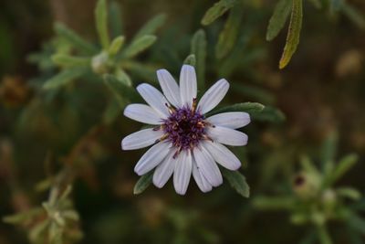 Close-up of flower blooming outdoors