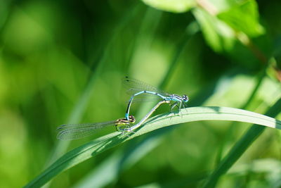 Dragonflies at the mating