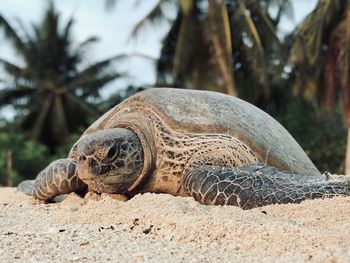 Close-up of a animal resting on sand