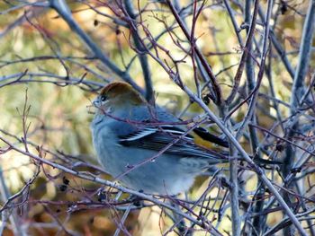 Close-up of bird perching on branch