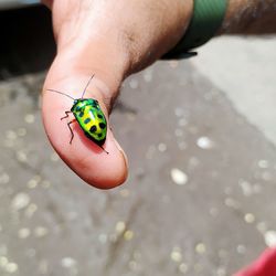 High angle view of small insect on human hand