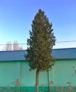 Trees against clear sky