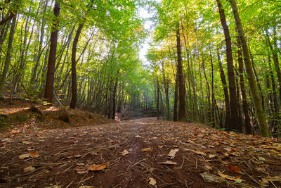 View of trees in forest