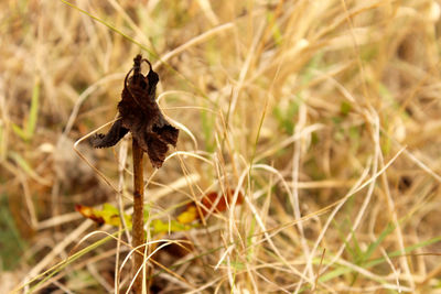 Close-up of a bird flying