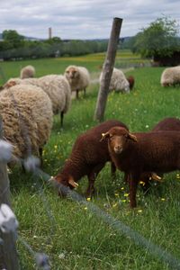 Sheep grazing in a field