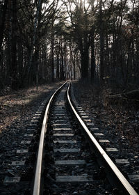 Railroad tracks in forest