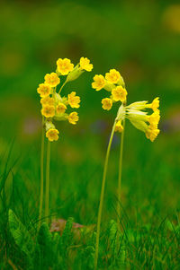 Close-up of yellow flowering plant on field