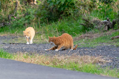 Cats walking on a land