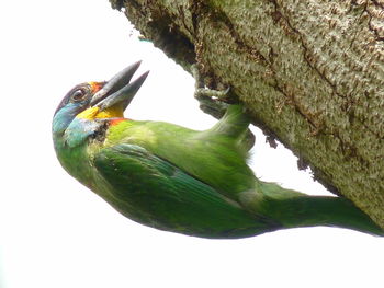 Low angle view of bird perching on tree