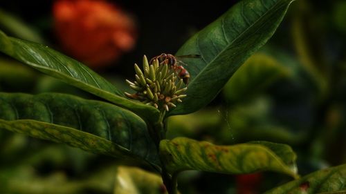 Close-up of fresh red flower