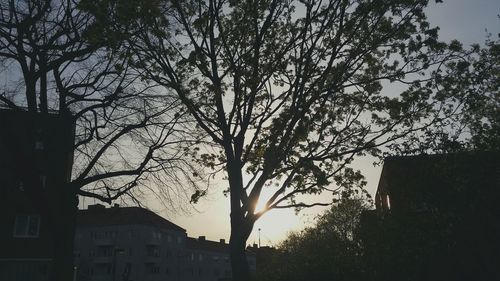 Low angle view of bare trees against sky at sunset