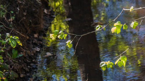 Close-up of plants growing by tree trunk