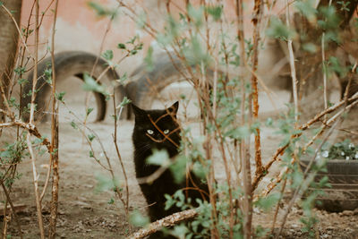 Portrait of a cat on field