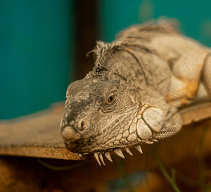 Old green iguana is a lizard reptile in the iguana family. close up in cage and see iguana scale .