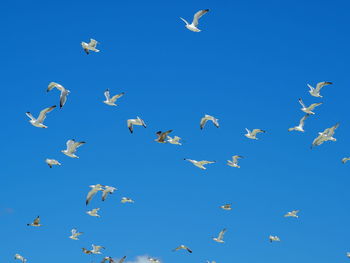 Low angle view of birds flying against blue sky