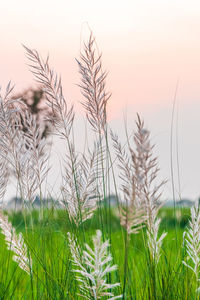 Close-up of stalks in field against sky