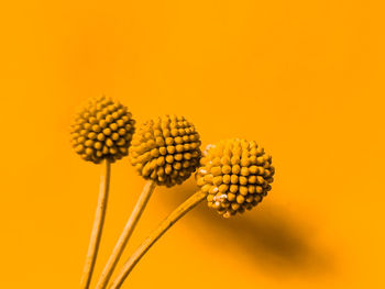 Close-up of yellow flowering plant against orange background