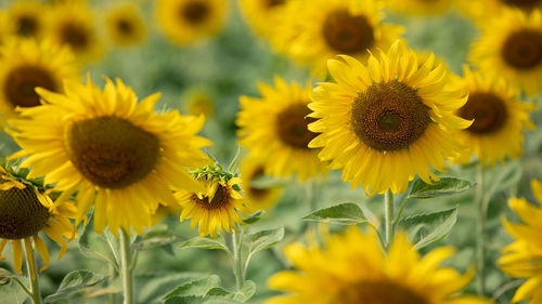 Close-up of yellow flowering plants on field