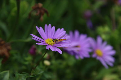 Close-up of purple flowering plant