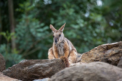 Low angle view of wallaby on rock against trees