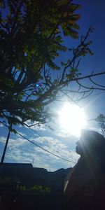 Low angle view of tree against sky on sunny day