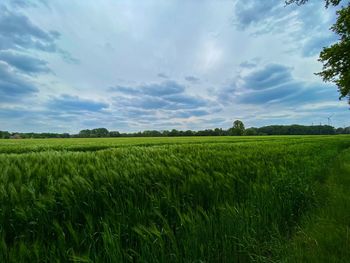 Scenic view of agricultural field against sky