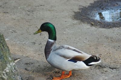 Duck on ground