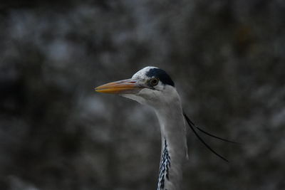 Close-up of bird