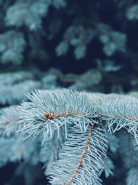 Close-up of pine tree during winter