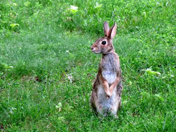 Close-up of hopper standing on grassy field