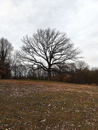 Tree against sky