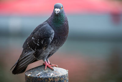 Close-up of pigeon perching on wooden post