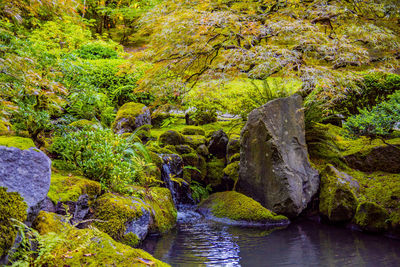 Stream flowing through rocks in forest