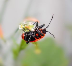 Close-up of insect on flower