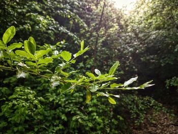 Close-up of fresh green plants