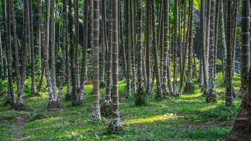 Pine trees in forest