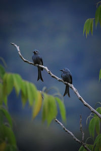 Birds perching on a branch